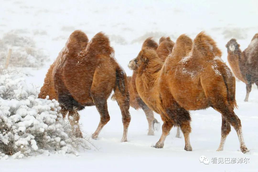 戈壁红驼，乌拉特草原上的珍珠