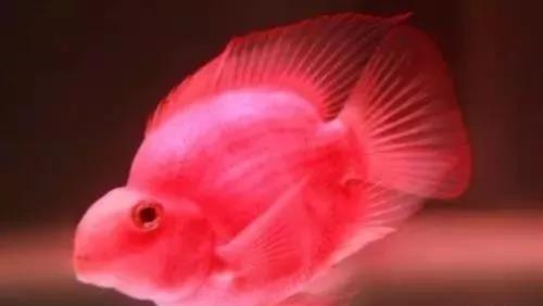 养鹦鹉鱼太费电了,鹦鹉鱼怎么养最红