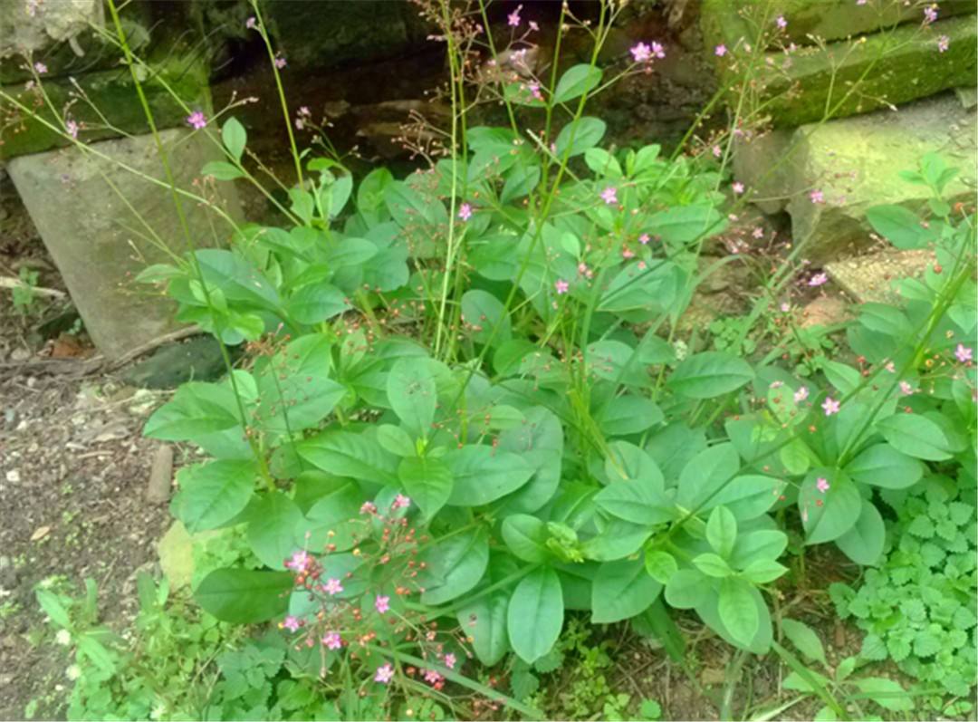 农村野菜别名野人参,农村这种土人参有什么功效