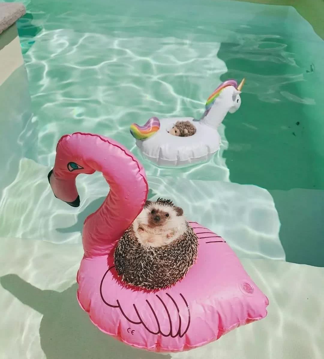 网红小刺猬——过成了你最想要的样子。