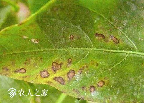 每日一课100个常识,真菌感染必备知识