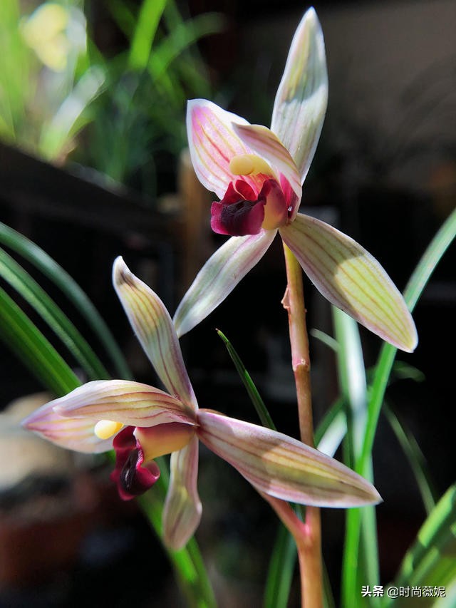 莲瓣兰有收藏价值吗,莲瓣兰12名品图解