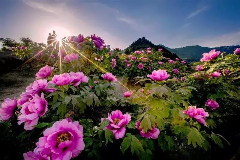 在大连去旅顺华酝牡丹园坐什么车,大连旅顺华酝牡丹园几月份适合去