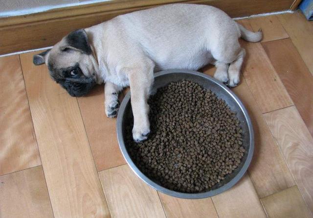 巴哥犬体型小无体味好打理的狗,巴哥犬和法斗养哪个好哪个体味大