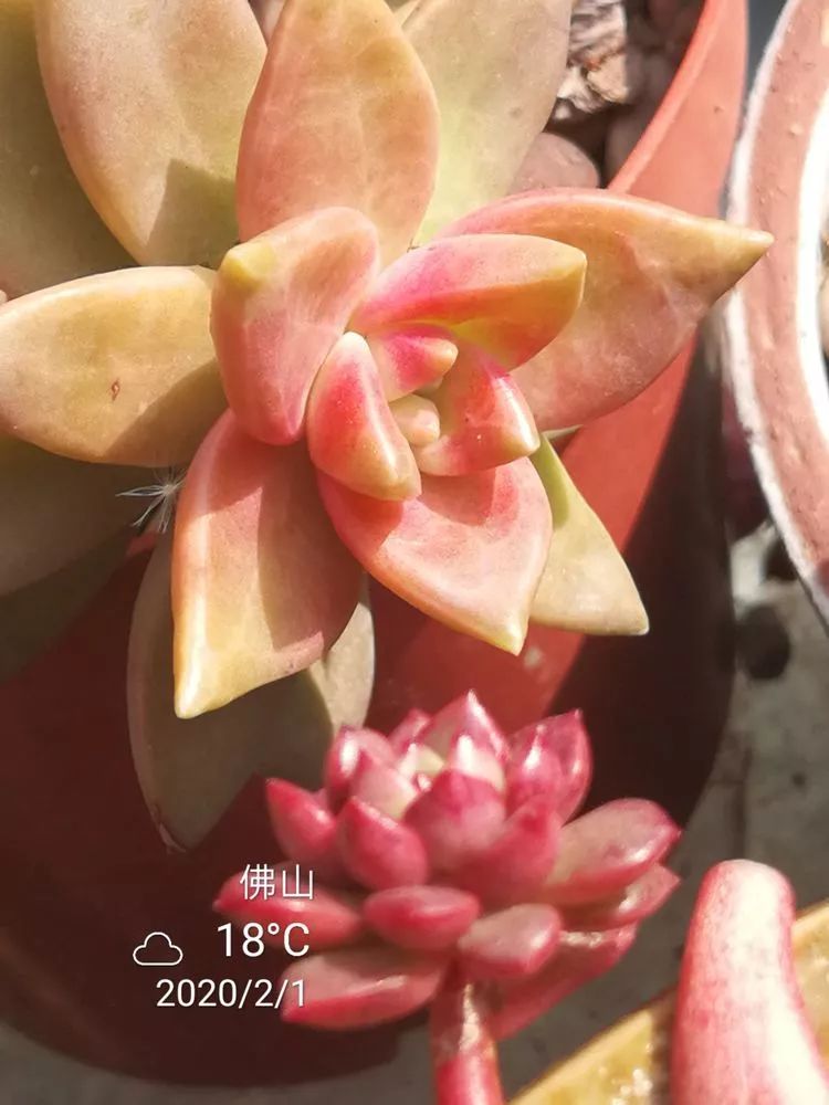 一杯清茶一道暖阳,一杯清茶温暖的时光