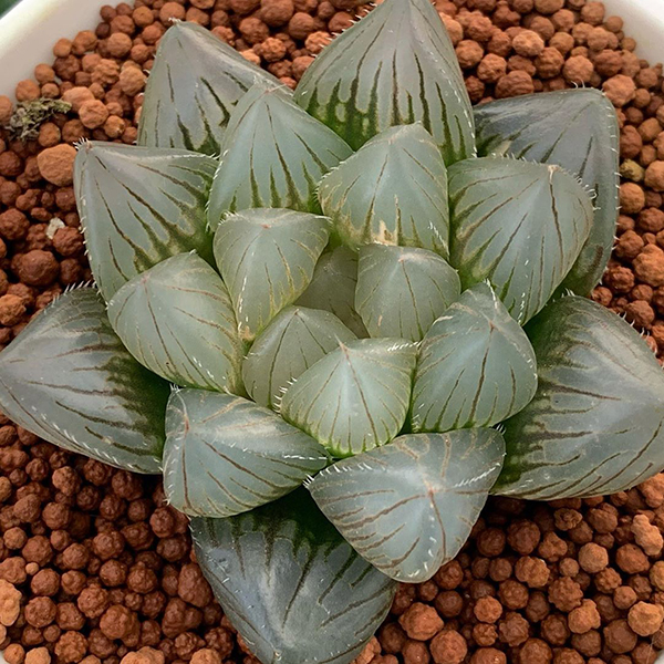 多肉植物一年四季可以晒太阳吗,夏季怕热怕晒的多肉植物