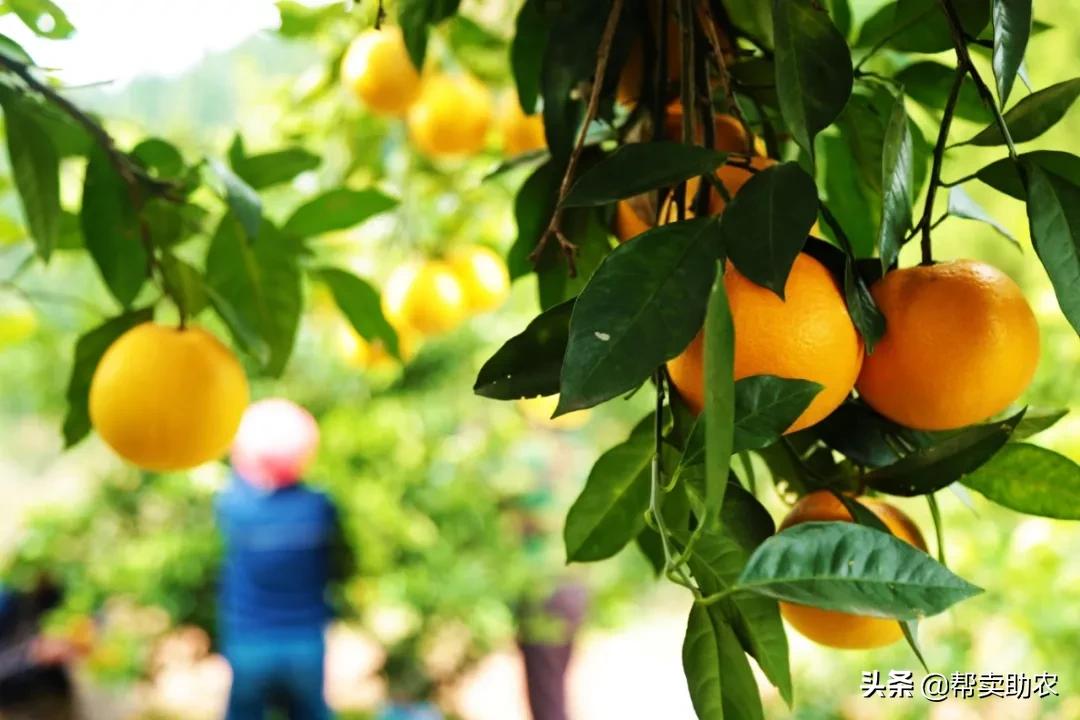 袁隆平摘冰糖橙,袁隆平到麻阳为冰糖橙提名