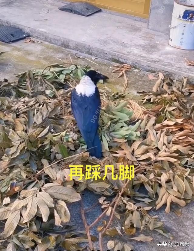 喜鹊救火是真的吗,喜鹊救火全过程