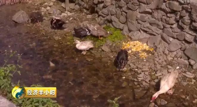 种田不用化肥农药,种田不用肥料