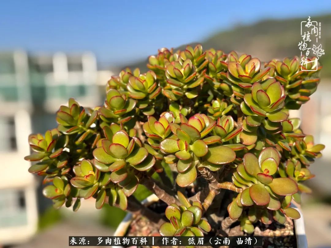多肉植物百科如何投稿,感谢多肉植物百科的陪伴