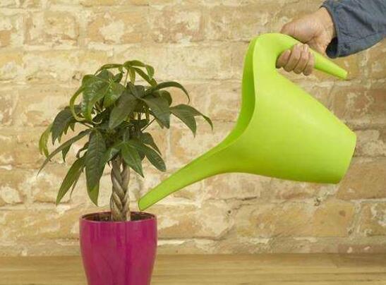 冬天给发财树叶面浇水的最佳时间,零度左右发财树冬天浇水吗