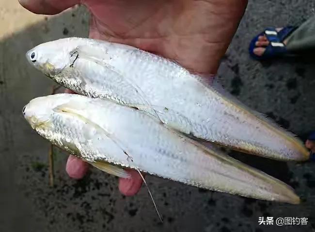 名贵的六种鱼你吃过几种,20种名贵海鱼