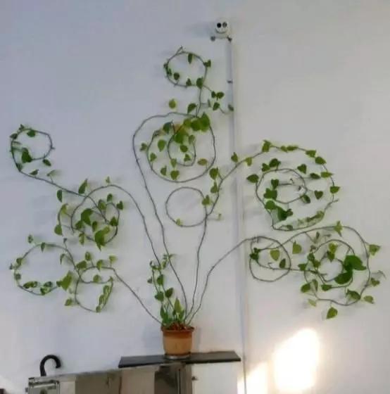 绿萝怎么造型更好看,大绿萝怎么做造型好看