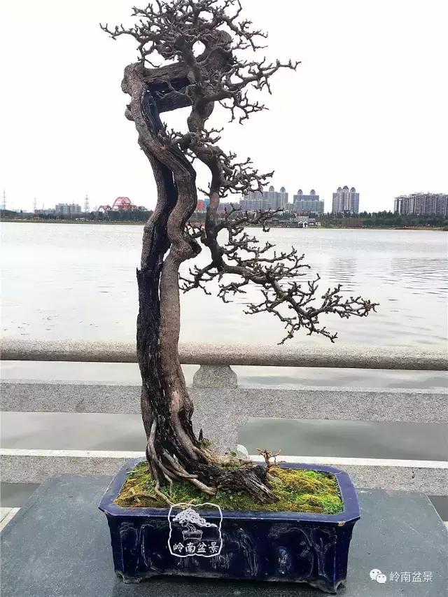 一盆盆景佳作究竟应该是怎样的,大师级盆景作品欣赏