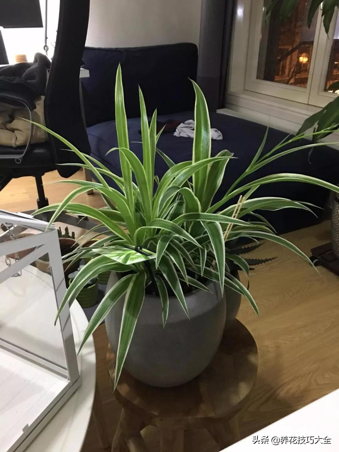 吊兰叶子干尖是怎么回事,千叶吊兰叶子干尖怎么回事