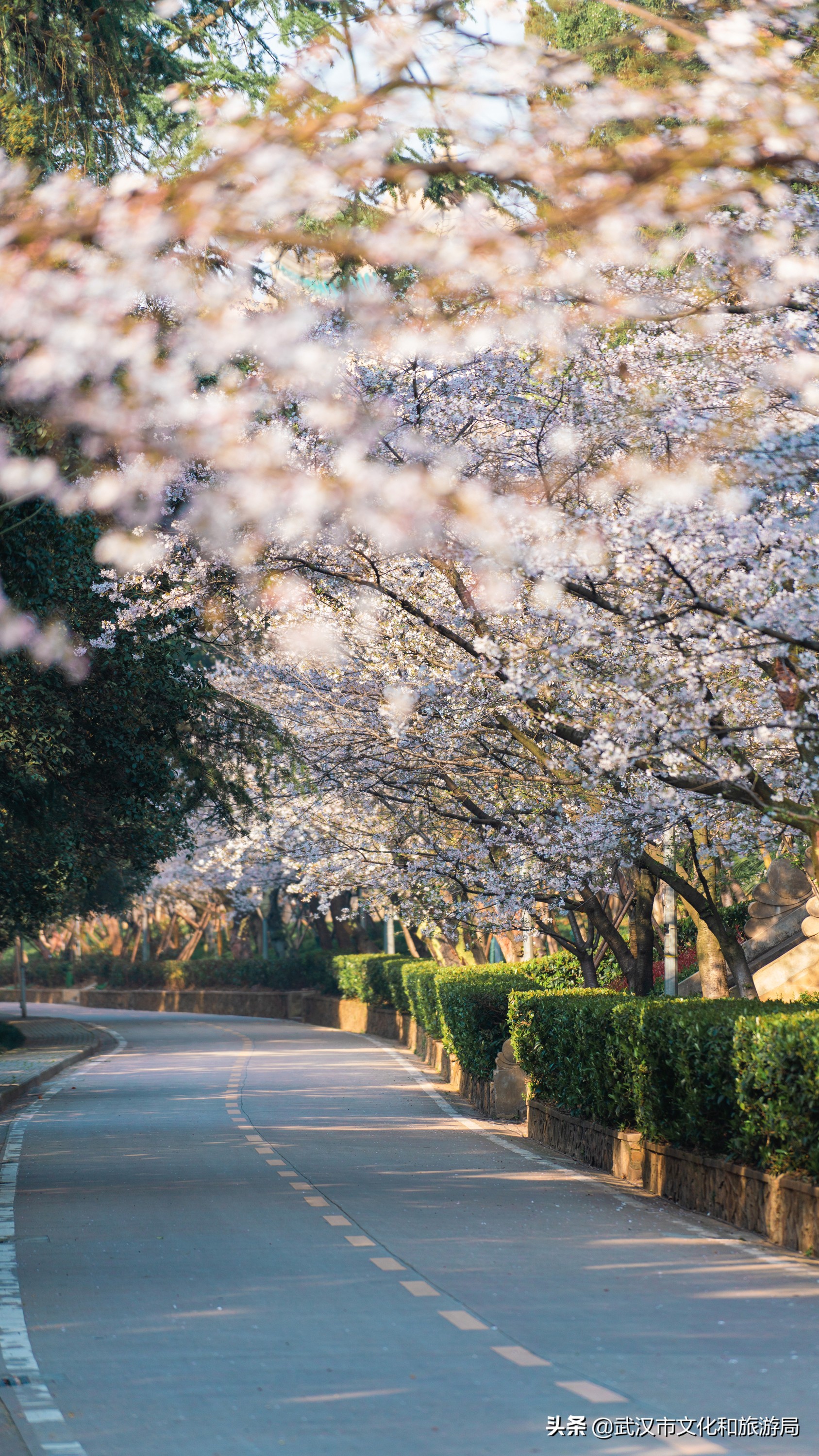 武汉东湖樱花门票,武汉看樱花的景点