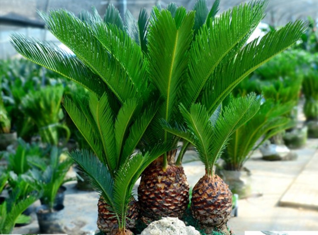 多头苏铁盆景图片大全欣赏,苏铁盆景养殖方法大全