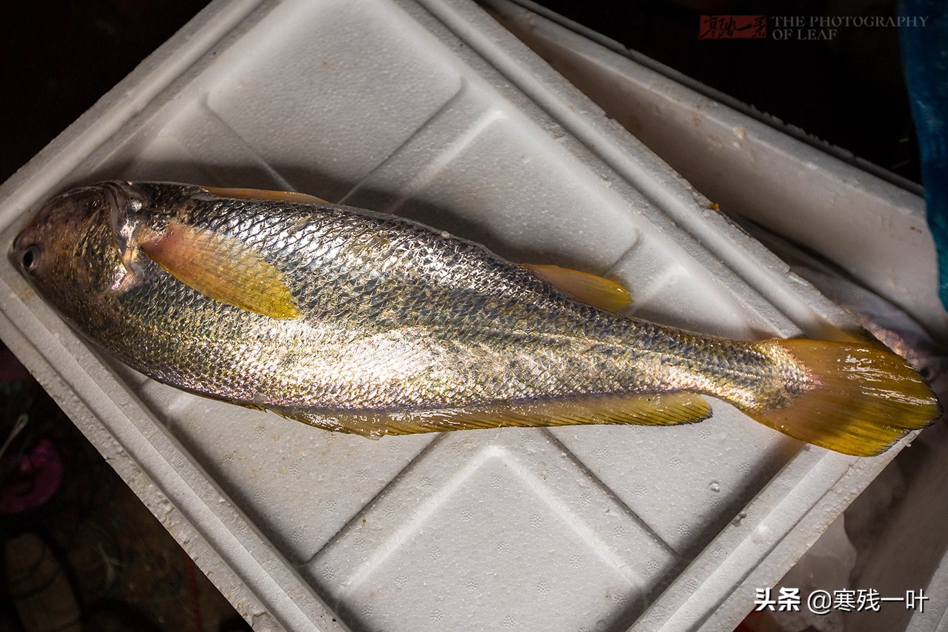 大黄鱼浙江人,浙江鱼民捕获8.7公斤野生大黄鱼