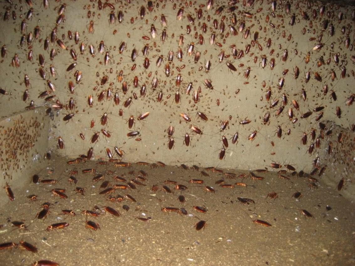 男子辞职养3亿只蟑螂,大叔投资千万元养蟑螂