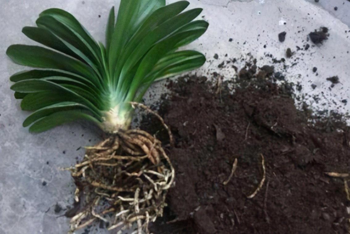 新手应该掌握的12个养花技巧,养花技巧记住这4点才算入门