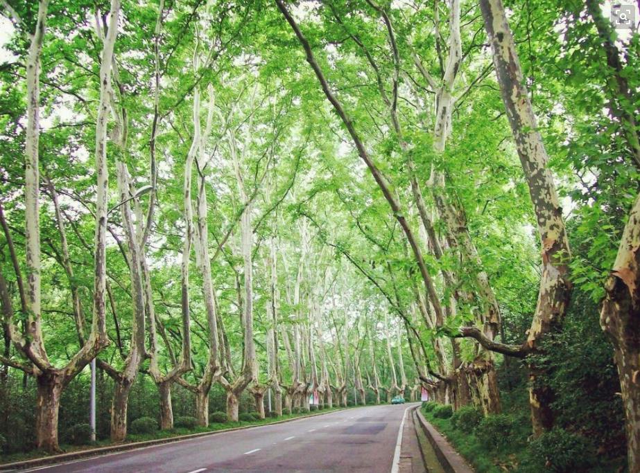 南京梧桐最美句子,一句梧桐美种遍整座南京城