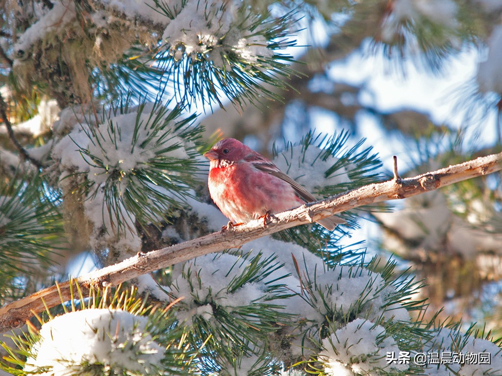 辟谣：鸟界的“肥宅”都是雀形目的？不一定，猛禽中也有胖萌肥啾