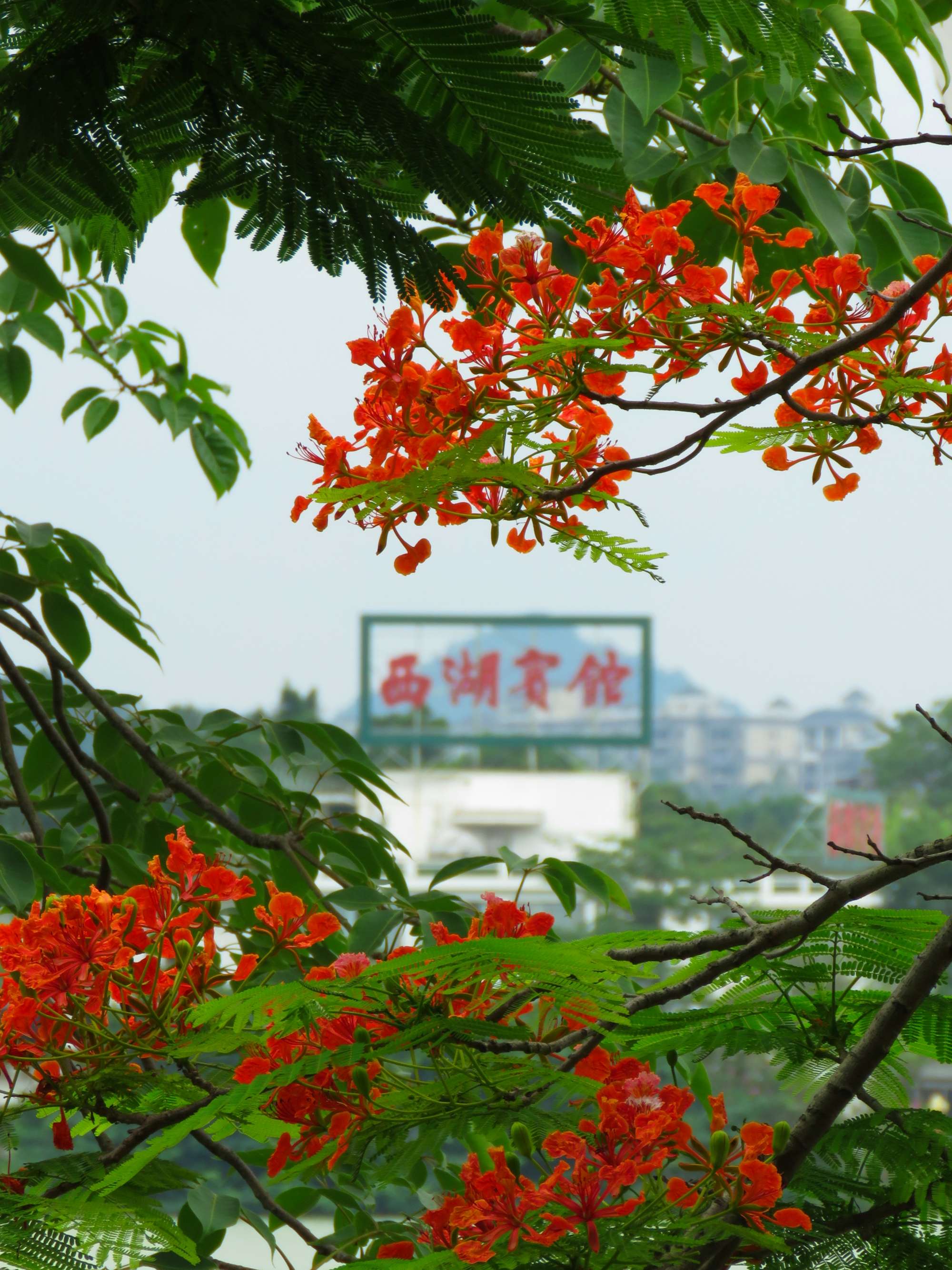 毕业季的凤凰花和栀子花,毕业季凤凰花开的时候