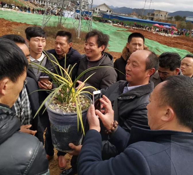 惠水第29届兰博会兰花获奖图片,惠水国际兰花展