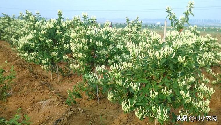 适合农村创业的最新致富项目,平原地区农村创业致富的好项目