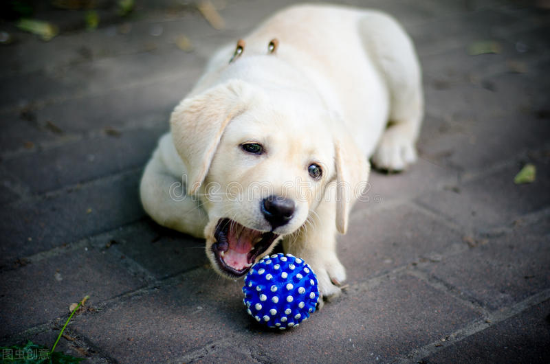 拉布拉多犬舍日常饲养方法,拉布拉多幼犬多大可以养