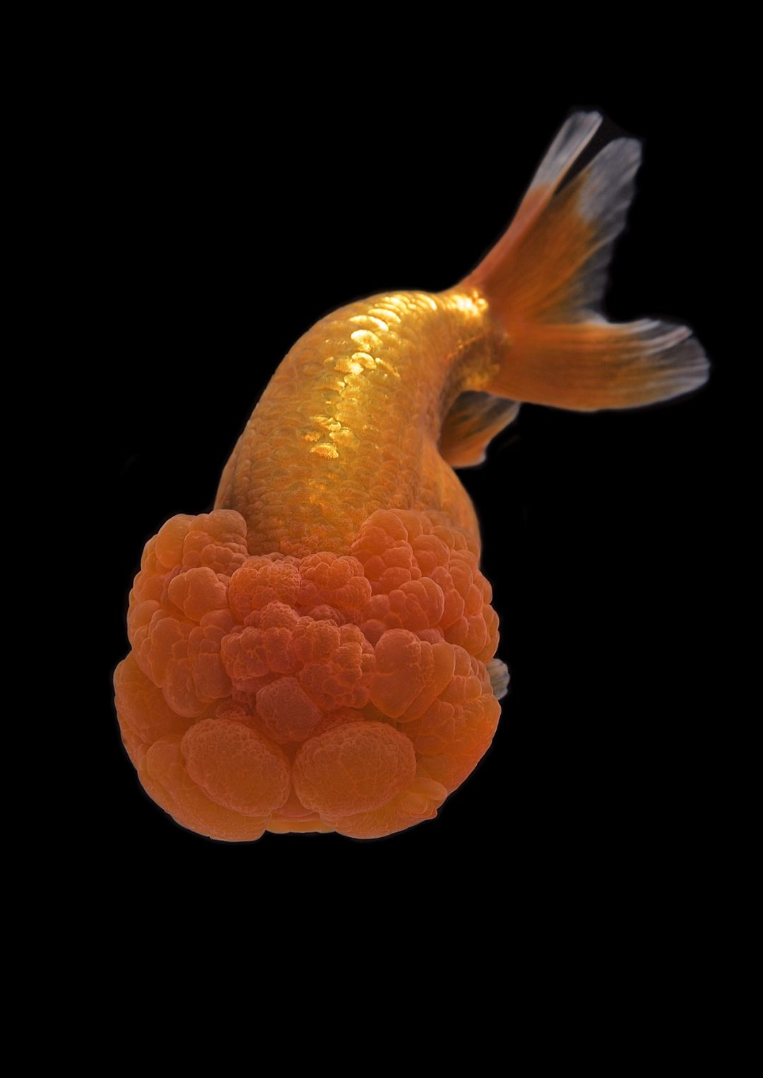 梦里金鱼知多少|〇二狮头Oranda分组（大赛报名开启）