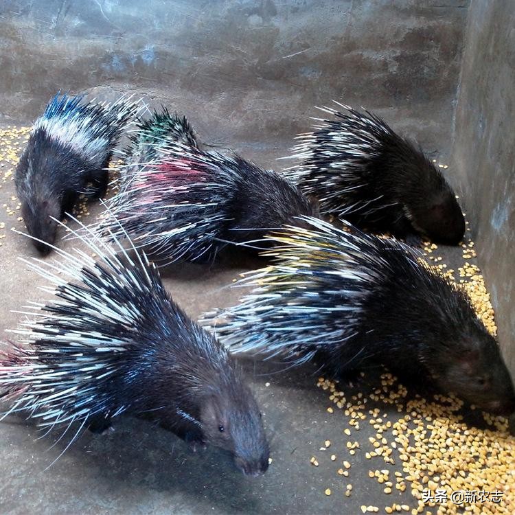 一万元养殖创业十大暴利养殖生意,农村利润很吓人的10个冷门养殖