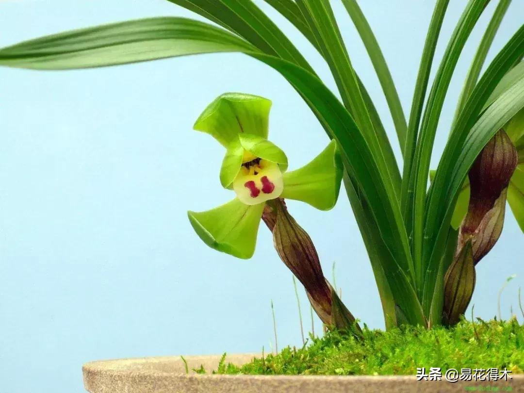 春兰荷瓣几大名品,春兰环球荷鼎和大富贵的区别