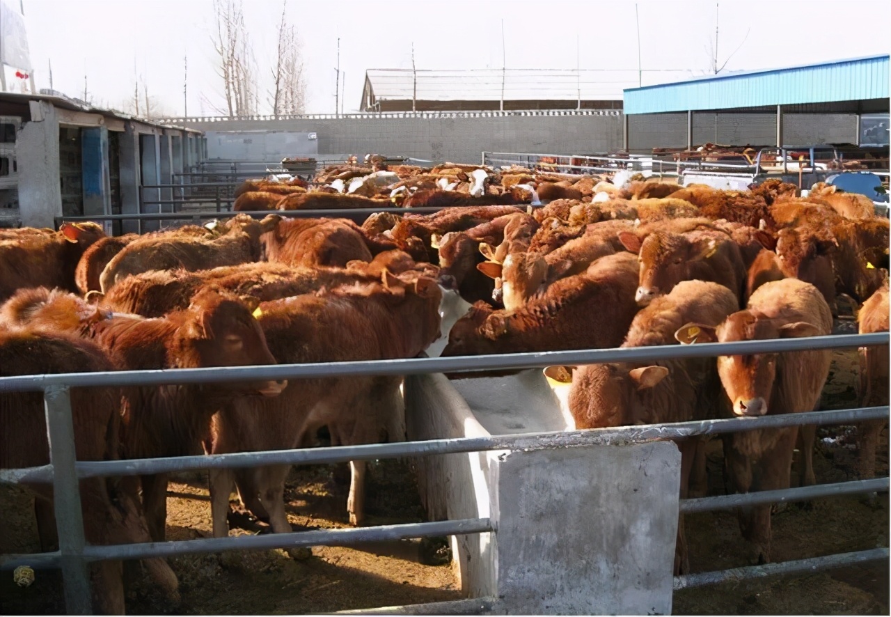 农村养殖致富小创业项目有哪些,农村最赚钱的五个养殖项目是哪些