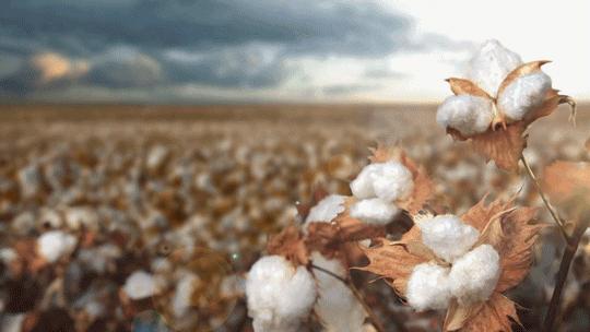 polo衫品牌拉夫劳伦,拉夫劳伦高端男士polo衫