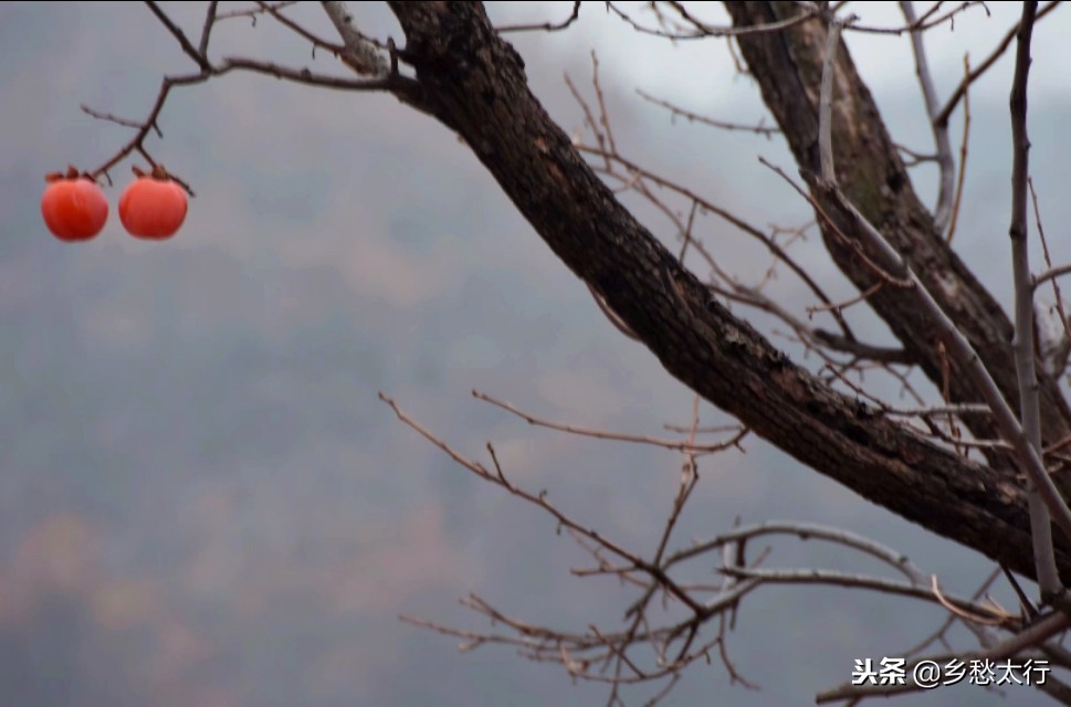 中华柿子红,秋高柿子红