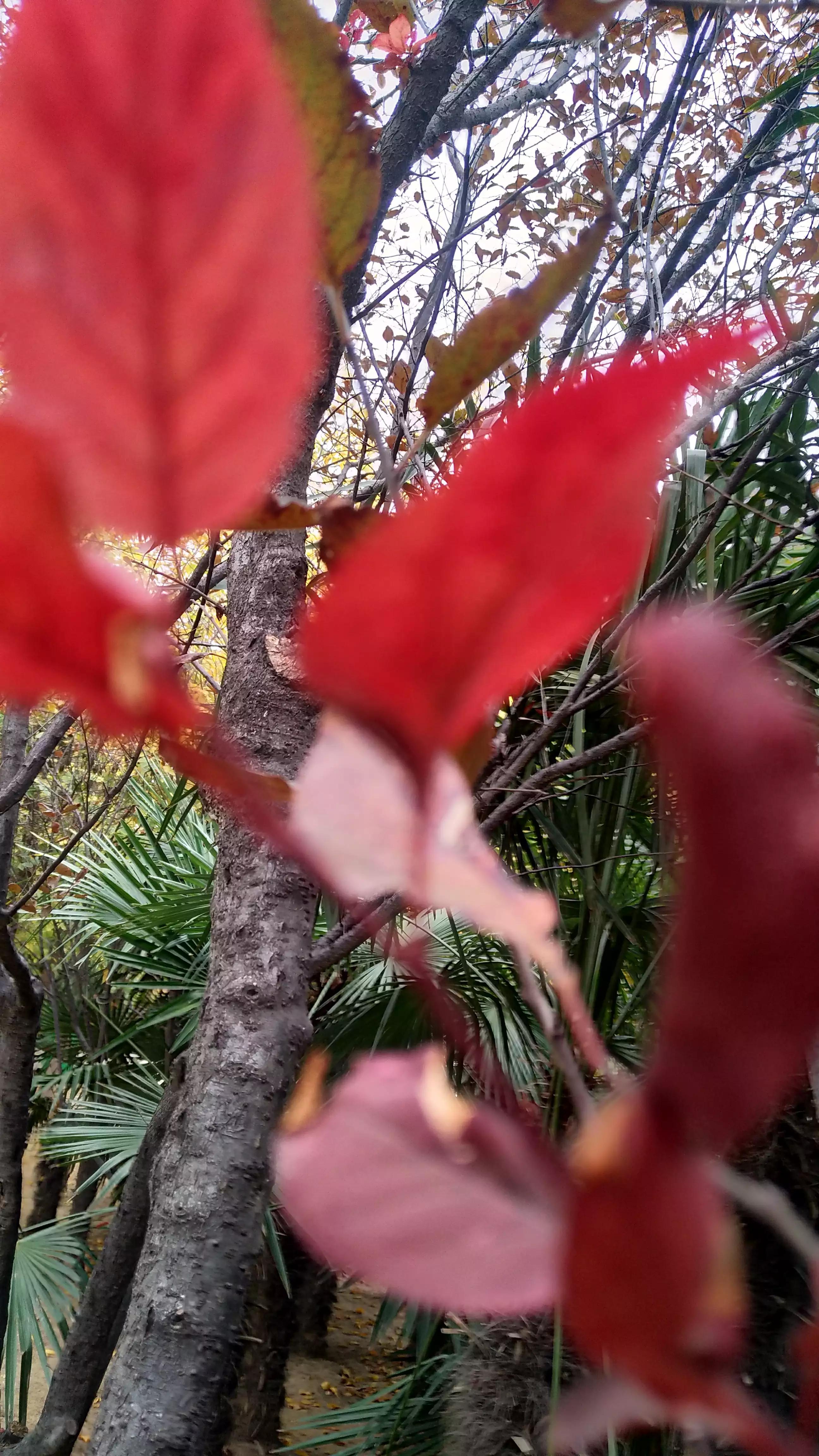 春天的红叶李花,红叶李的花