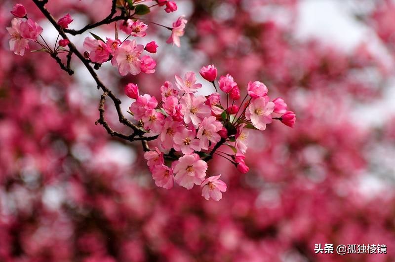 尼康入门款单反镜头推荐,尼康入门级单反镜头推荐