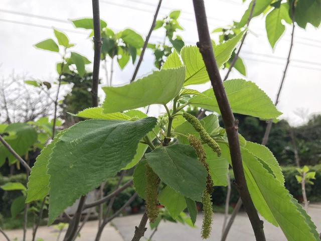 构树的药用价值可治什么病,构树树叶药用价值