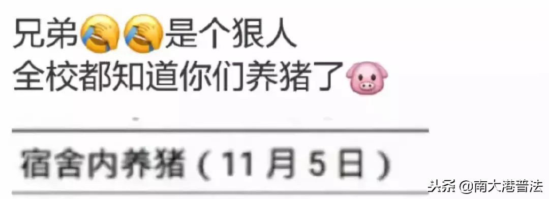 学生养宠物猪被批评,大学生宿舍养宠物处分有什么影响