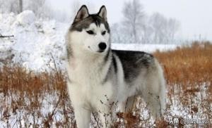 纯种哈士奇和普通哈士奇区别,哈士奇和二哈是同一个品种的狗吗