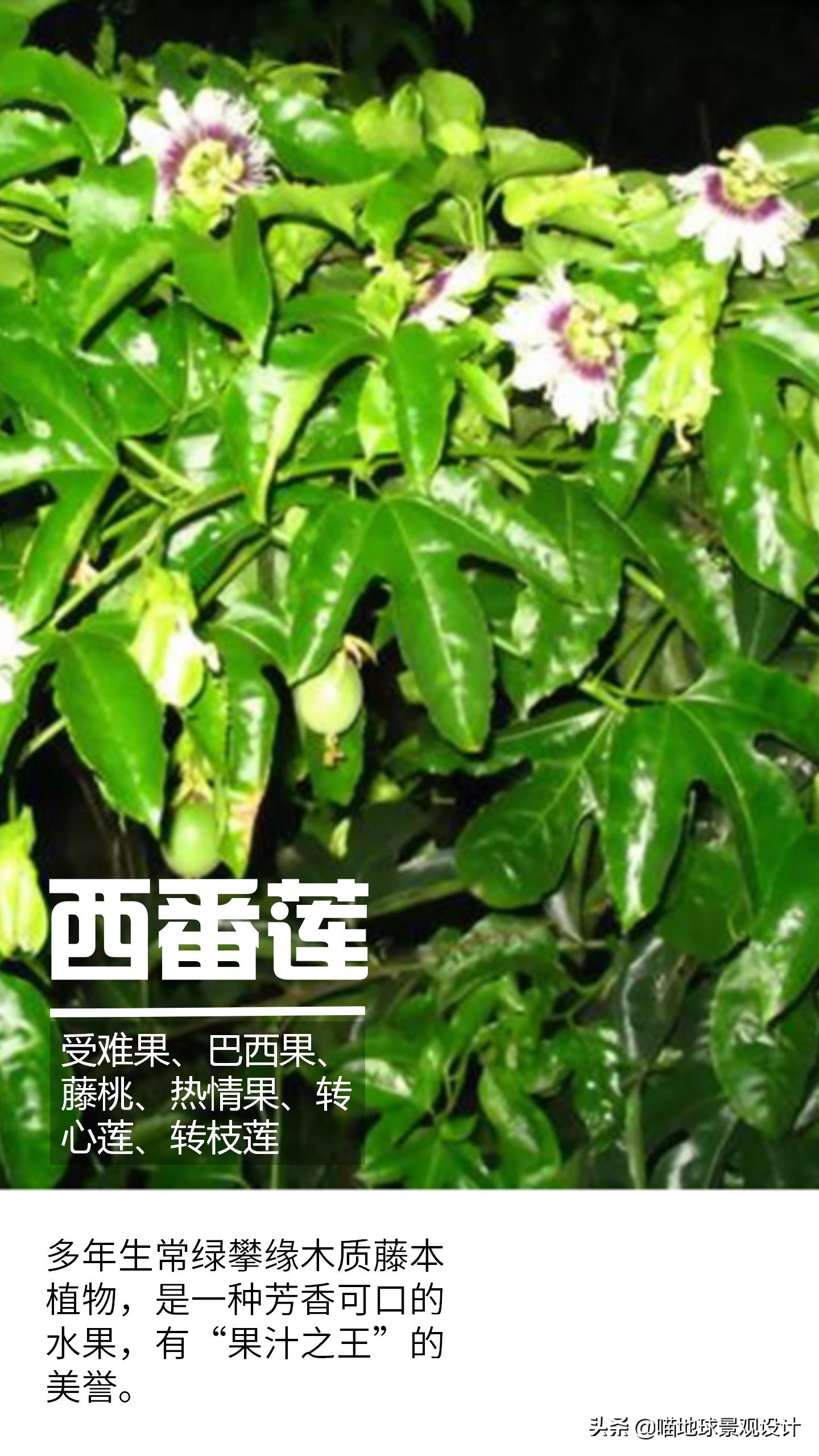 意大利常见的爬藤植物,25种爬藤植物