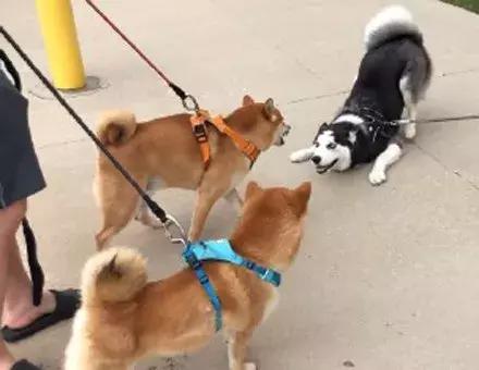 哈士奇和柴犬哪个笑得更开心,哈士奇和柴犬吵架喷口水