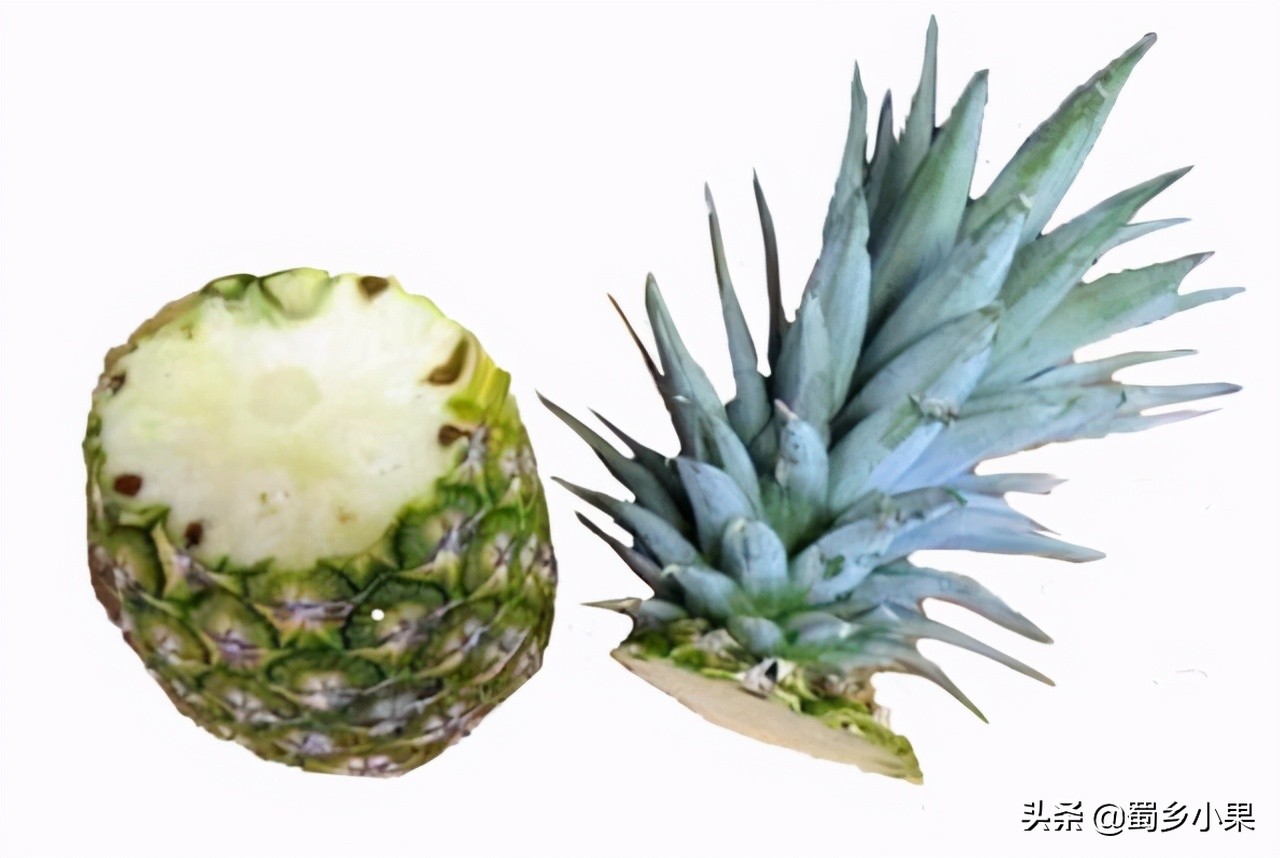 菠萝育苗繁殖方法,菠萝苗的栽培方法