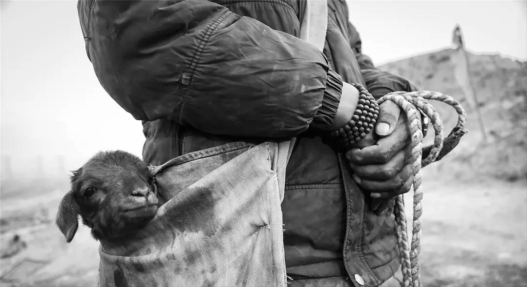 40岁牧羊人被发廊妹骗去16万心血钱，这电影后劲太大