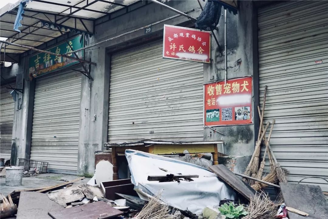 成都黄田坝鸟市,成都黄田坝鸟市图片