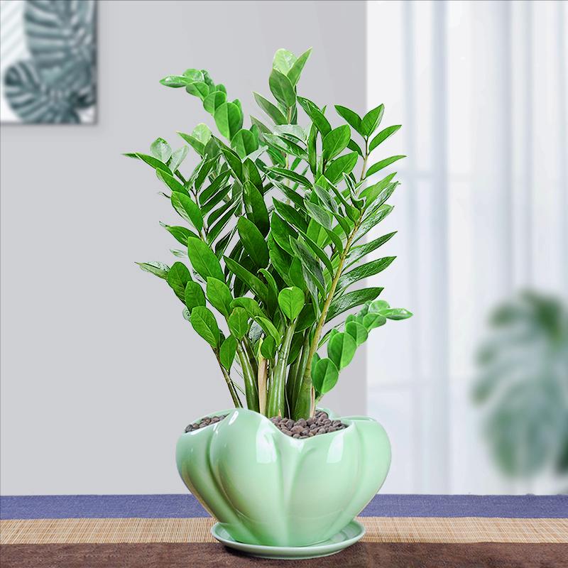 3种“旺财”花，寓意财源滚滚，养一盆，日子越过越舒心