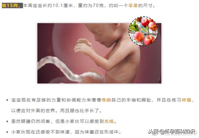 怀孕各个时期胎儿发育过程,怀孕的过程要几天