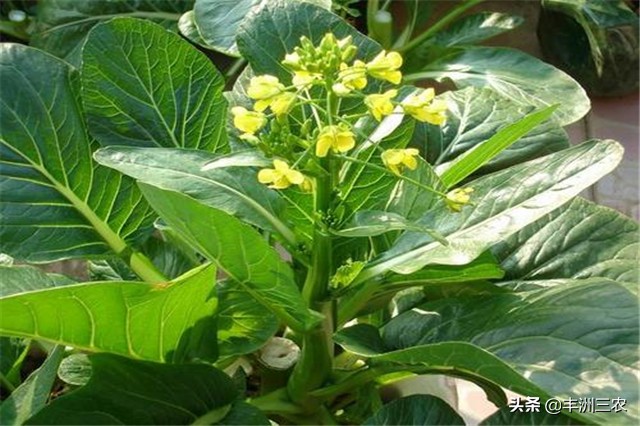 菜心露天栽培好还是大棚栽培,广东菜心无土栽培技术要点