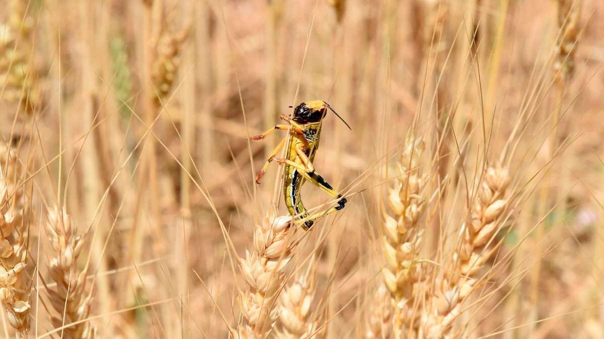伊朗目前疫情防控措施,伊朗最新疫情疫情